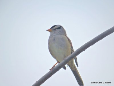 White-crowned Sparrow