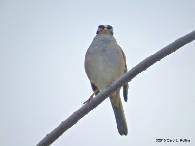 White-crowned Sparrow