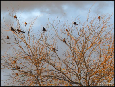 Mostly Grackles
