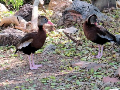 Black-bellied Whistling Ducks
