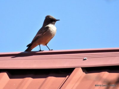 Say's Phoebe