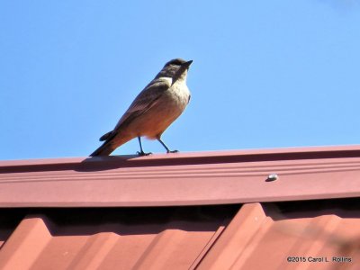 Say's Phoebe