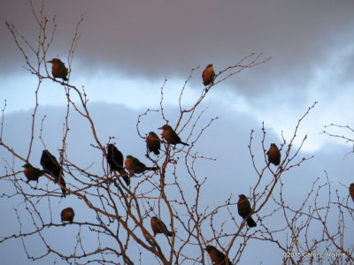 Grackles at Sundown