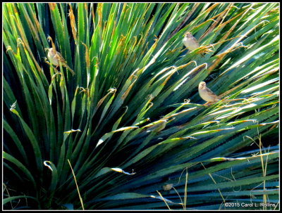 Some Sparrows