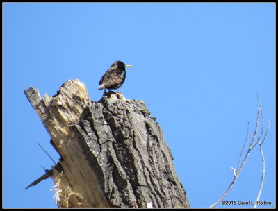 European Starling