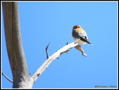 American Kestrel