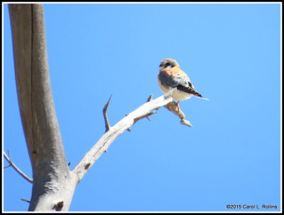 American Kestrel