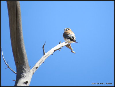 American Kestrel