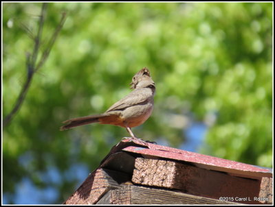 Canyon Towhee