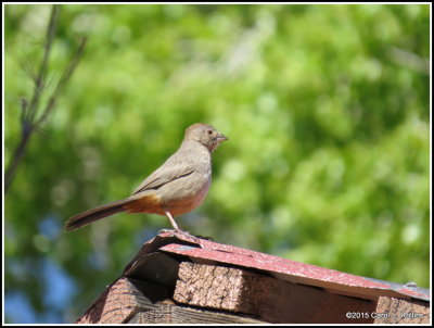 Canyon Towhee
