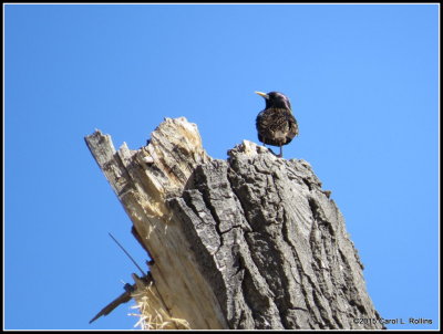 European Starling