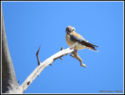 American Kestrel 9732