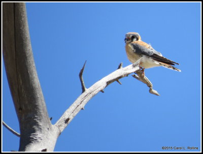 American Kestrel 9731