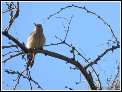 Gila Woodpecker