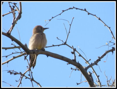Gila Woodpecker