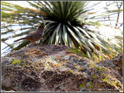 Canyon Towhee