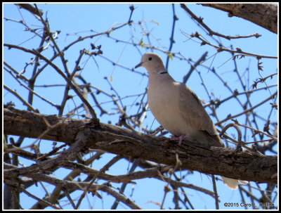 Eurasian Collared Dove