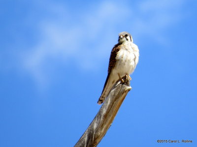 American Kestrel 9826