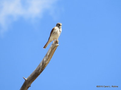 American Kestrel 9823