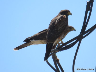 Harris's Hawk Pair 0079