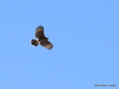 Harris's Hawk 0099