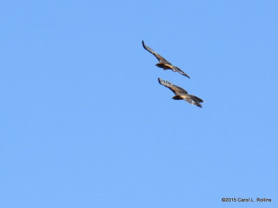 Harris's Hawks 0101