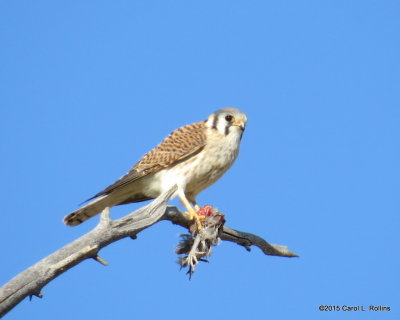 American Kestrel with Dinner Series
