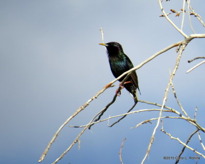 European Starling 9975