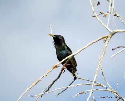 European Starling 9977