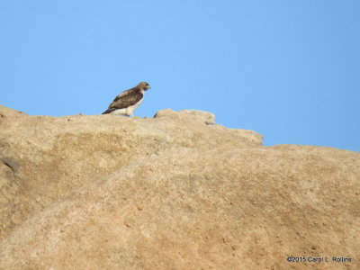 Red-tailed Hawk - 2