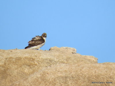 Red-tailed Hawk - Series