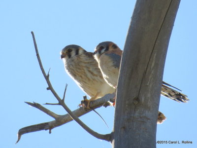 American Kestrel Pair 0132