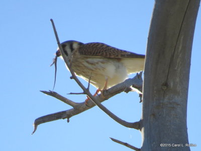 American Kestrel 0138