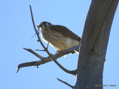 American Kestrel 0137