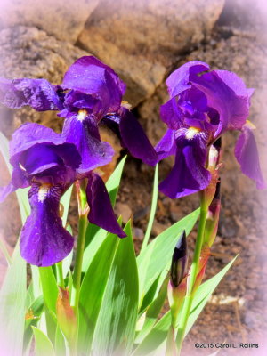 Purple Iris   IMG_0168