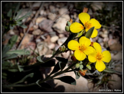 Pretty Little Spring Flowers  P3241818