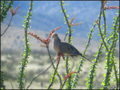 Mourning Dove   0218