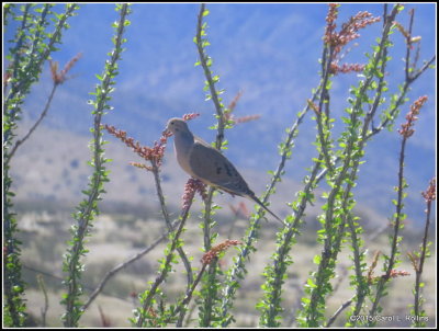 Mourning Dove   0212