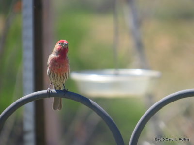 House Finch 0427