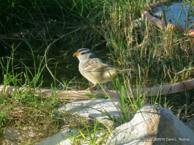 White-crowned Sparrow     0335