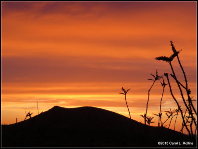 Sunset and Ocotillo    0433