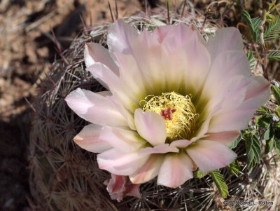 Pincushion Cactus Flower   P4112053