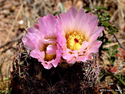 Pincushion Cactus Flower     P4112070