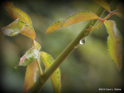 Raindrop    P4122202