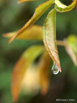 Water Drops