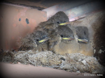 Says Phoebe Chicks 0619