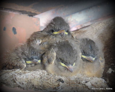 Says Phoebe Chicks 0614