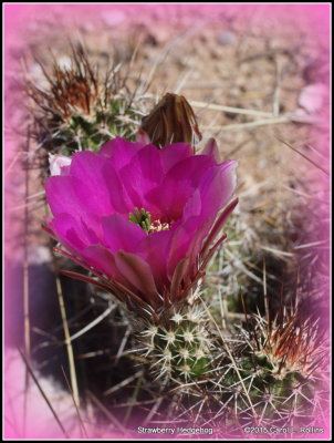 Strawberry Hedgehog Cactus Flower     P4172339