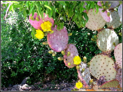 Prickly Pear     IMG_0707