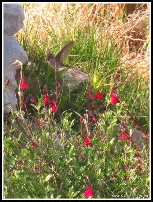 Hummingbird at the Salvia    IMG_0243